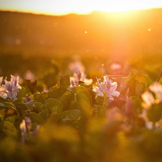 DUSTY SUNBEAM: GRAPEFRUIT / SEA SALT / BAY LEAF / JASMINE AMBER CANDLE 200G